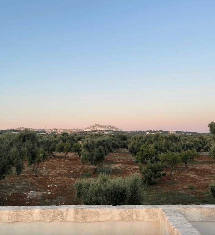 Surrounded by ancient olive trees