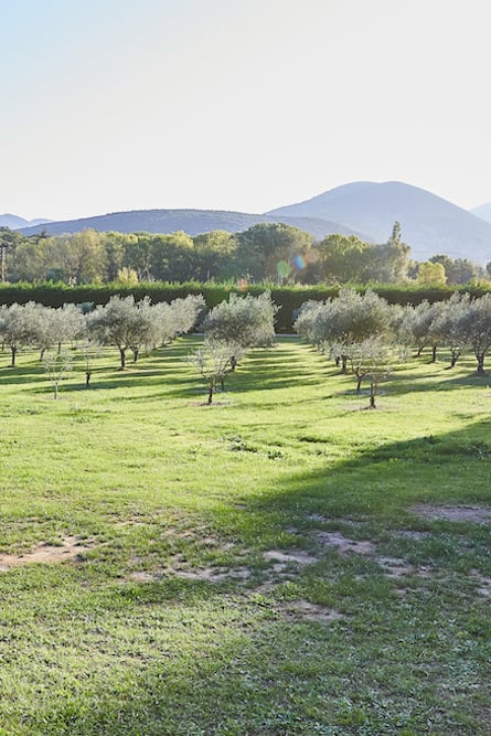 Amid an olive grove