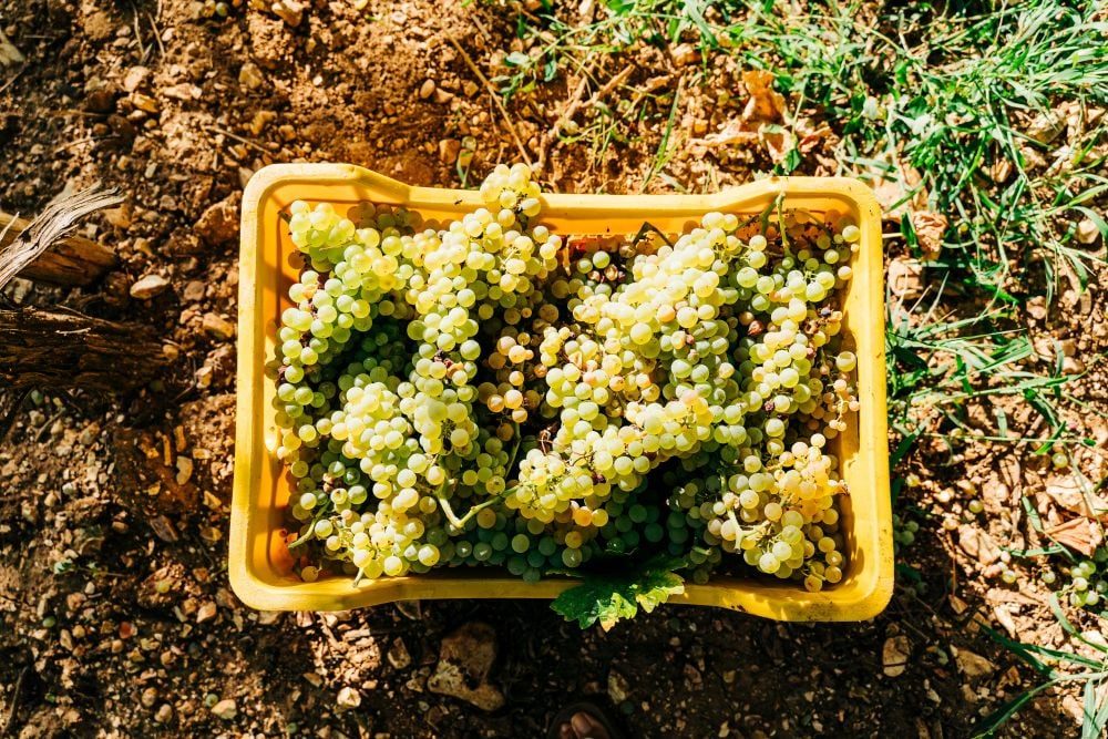 Primitivo wine tasting in Puglia, Italy: 4 wineries to visit around Manduria