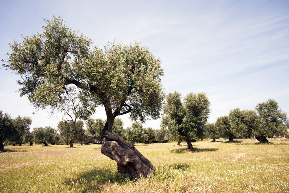 Masseria Angiulli Piccolo