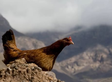Short trips to marrakech: 2 Days Hike Overnight Berber villages – High Atlas Mountains