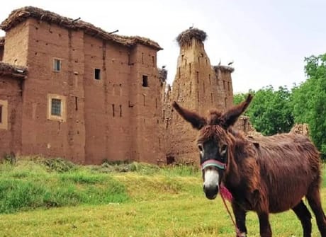 Special 15 Day from Marrakech *Highlights of Morocco*