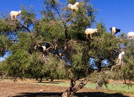 15-Day Morocco “Private” tour from Casablanca – Highlights of Morocco