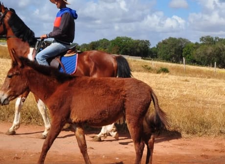 Morocco Horse Riding & Wellness Tour