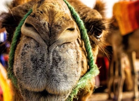 Private 6-Day through Marrakech & the Sahara Desert