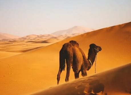 Best of Morocco: Unveiling the Charms from Casablanca to Marrakesh