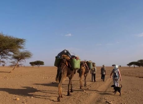 Trip from marrakech to sahara desert: Merzouga, Ait Benhadou, Dades & Todra gorges (3 days)