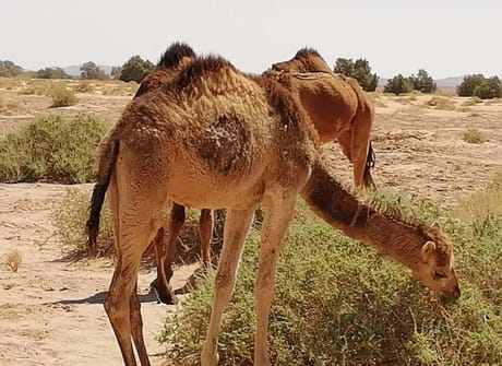 9-day cultural Morocco tour from Casablanca ( Private tour )