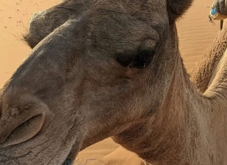 6 Days Best of Morocco