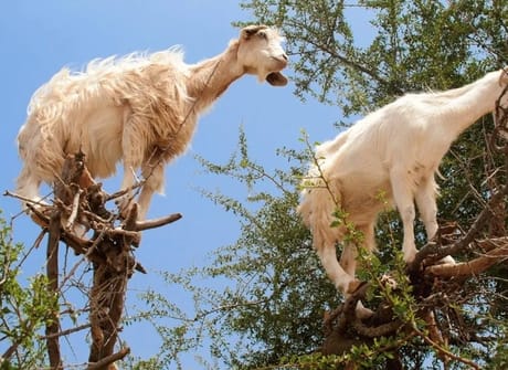 6-Days Private Tour: Marrakech, Essaouira, & Desert trip to Fes