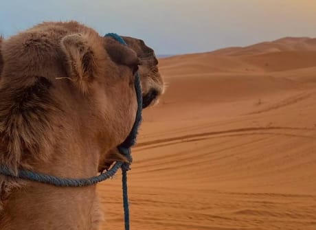 6 Days Private tour from Casablanca to Marrakech visiting Chefchaouen, Fes and Sahara desert