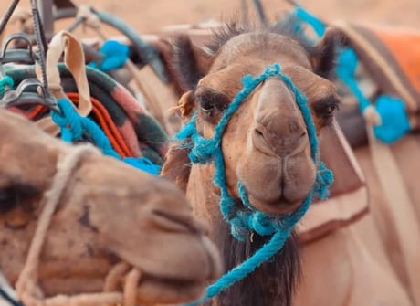 Trip from marrakech to sahara desert: Merzouga, Ait Benhadou, Dades & Todra gorges (3 days)