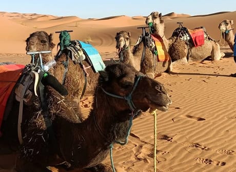 6 Days Tour from Marrakech via Sahara Desert & Fez
