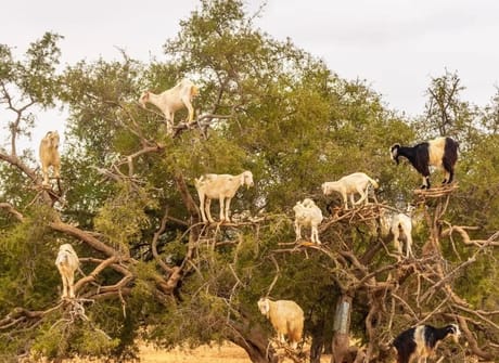 6 Days Desert Tour from Marrakech to Fes