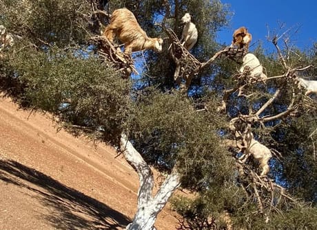 5 Days Sahara Desert Tour From Marrakech to Fes, Morocco