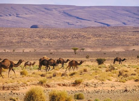5 Days Caml Trekking From Marrakech