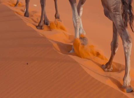 Northern Morocco: Blue Cities & Bustling Marrakech