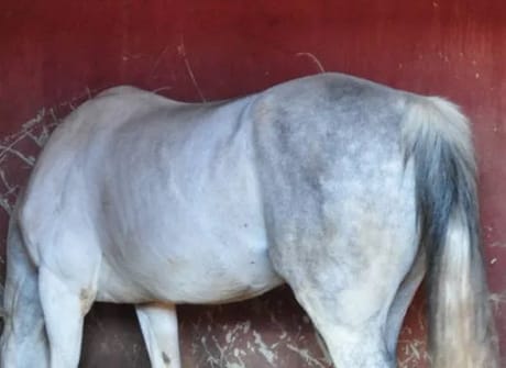 Morocco Horse Riding & Wellness Tour