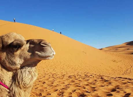 5 Days Unspoiled Sahara and shooting Stars Experience