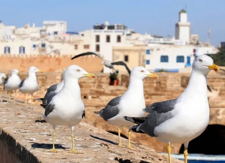 10 Days Private Morocco Experience from Casablanca with Luxurious Desert Camp