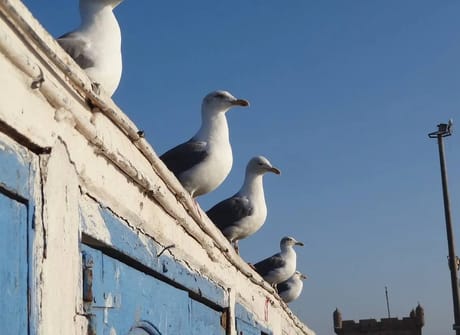 Marrakech and the Atlantic Coast – 8 Days