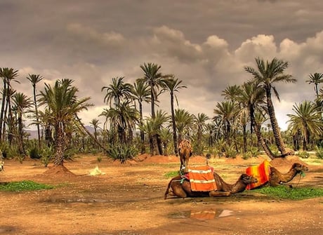 Morocco Sahara Camel Caravan Expedition