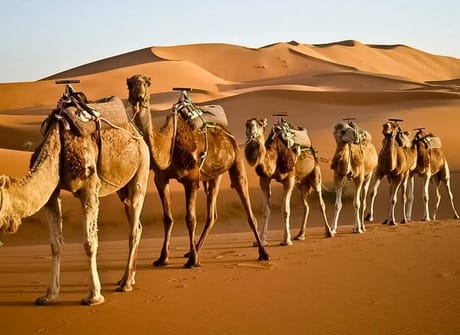 Imperial Cities & Desert Tour