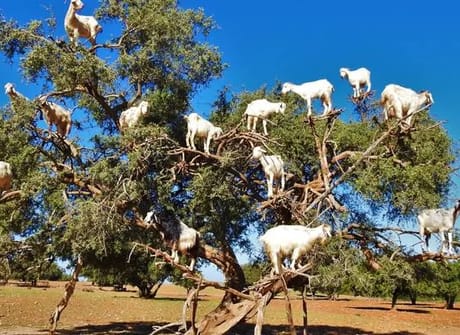 5 day Desert Trip – Atlas Mountains then Essaouira for one night