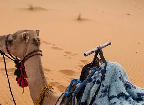 Excursion from marrakech: 3 Days High Atlas Mountains and Sahara Adventure