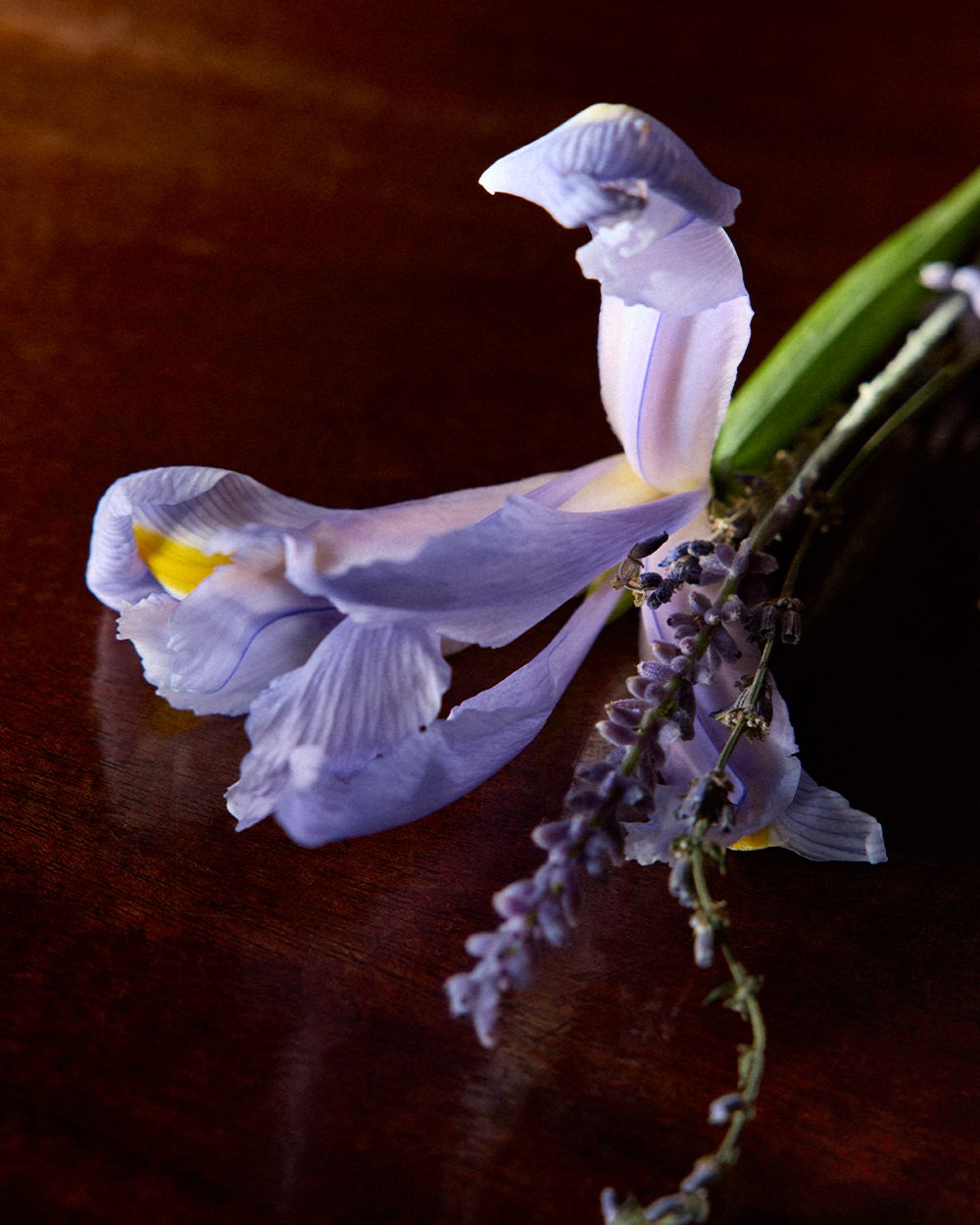 Iris Debonair