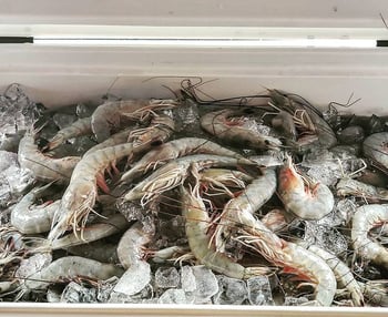 Broadwater Shrimp Supply Co.