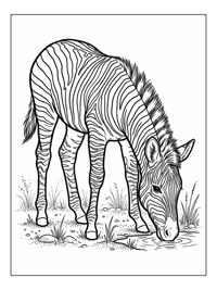 Baby Zebra Foal Drinking From Water
