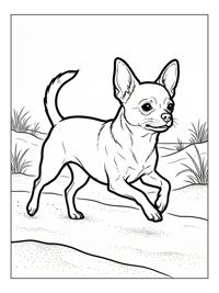 Chihuahua Running On Sandy Beach