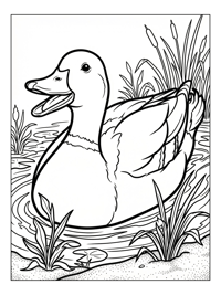 Mallard Duck Quacking In Pond