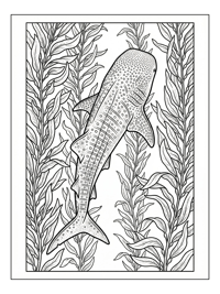 Whale Shark Swimming In Kelp Forest