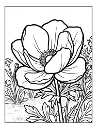 Anemone Flower Opening In Garden