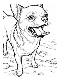 Chihuahua Panting On Sandy Beach