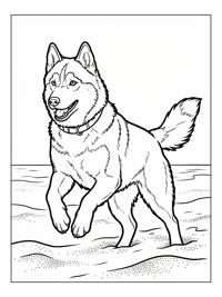 Siberian Husky Walking On Sandy Beach