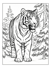 Sumatran Tiger Roaring Snowy Forest