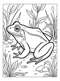 Leopard Frog Resting In Pond