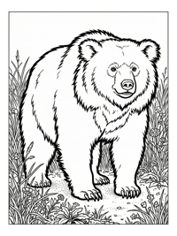 Sloth Bear Standing In Meadow Grass