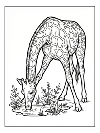 Giraffe Drinks At Watering Hole