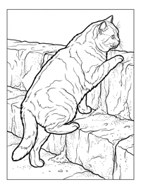 British Shorthair Cat Climbing Stone Ledge