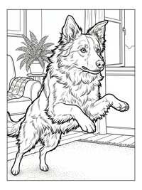 Border Collie Jumping In Living Room