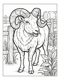 Bighorn Sheep Chewing In Farmyard