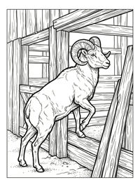 Bighorn Sheep Climbing By Wooden Barn