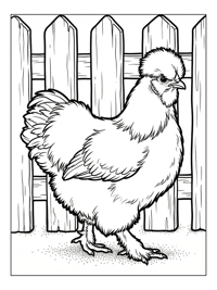 Silkie Chicken Walking By Picket Fence