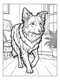Border Collie Walking In Living Room