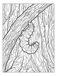 Cabbage White Caterpillar Hanging On Tree Bark
