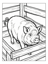 Kunekune Pig In Wooden Pen